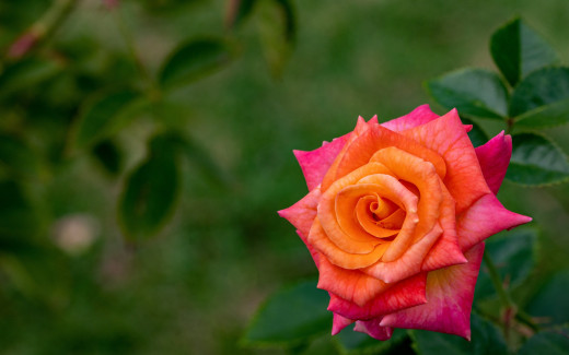 1663876 (a): :2560x1600